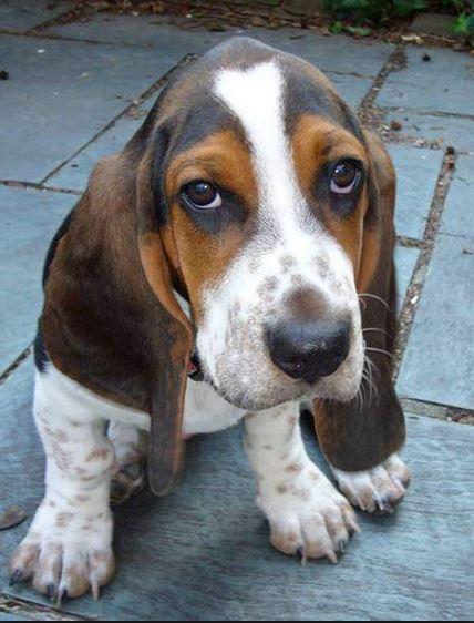 Heaven scent sales basset hounds